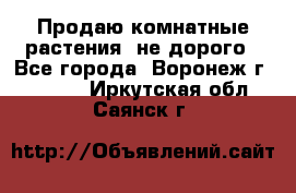 Продаю комнатные растения  не дорого - Все города, Воронеж г.  »    . Иркутская обл.,Саянск г.